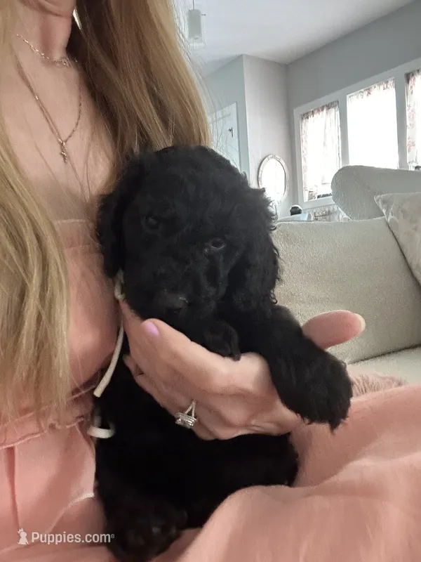 Dior – Poodle - Standard  puppy for sale in Nashville, TN