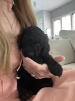 Dior, a male Poodle - Standard  for sale in Nashville, TN – 1 of 5
