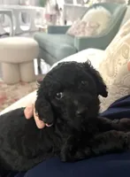 Colette, a female Poodle - Standard  for sale in Nashville, TN – 3 of 3