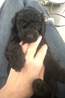 Dior, a male Poodle - Standard  for sale in Nashville, TN – 3 of 5