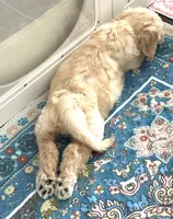 Yves, a male Poodle - Standard  for sale in Nashville, TN – 4 of 4