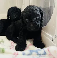 Colette, a female Poodle - Standard  for sale in Nashville, TN – 2 of 3