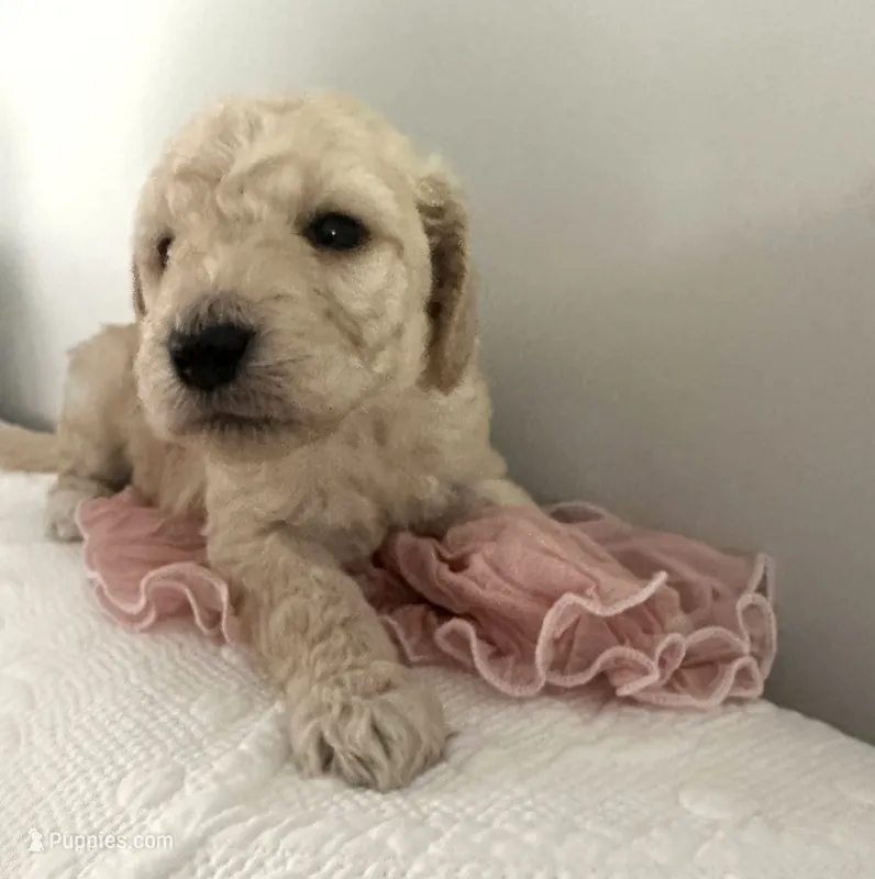 Chanel  – Poodle - Standard  puppy for sale in Nashville, TN