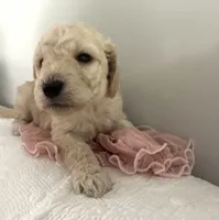 Chanel , a female Poodle - Standard  for sale in Nashville, TN – 1 of 3