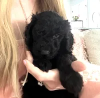 Colette, a female Poodle - Standard  for sale in Nashville, TN – 1 of 3