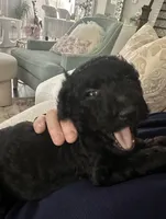Dior, a male Poodle - Standard  for sale in Nashville, TN – 5 of 5