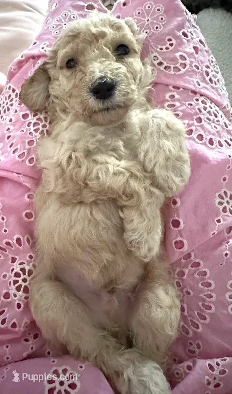 Yves – Poodle - Standard  puppy for sale in Nashville, TN