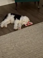 Sally, a female Old English Sheepdog for sale in New Smyrna Beach, FL – 2 of 5