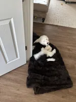 Sally, a female Old English Sheepdog for sale in New Smyrna Beach, FL – 3 of 5
