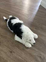 Linus, a male Old English Sheepdog for sale in New Smyrna Beach, FL – 3 of 3