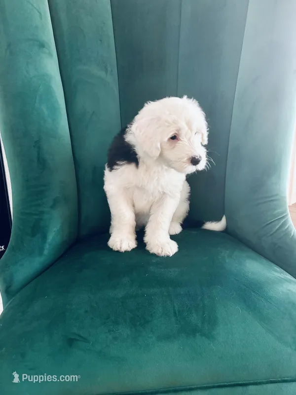 Sally – Old English Sheepdog puppy for sale in New Smyrna Beach, FL