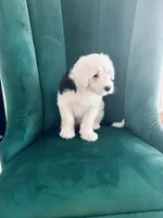 Sally, a female Old English Sheepdog for sale in New Smyrna Beach, FL – 1 of 2