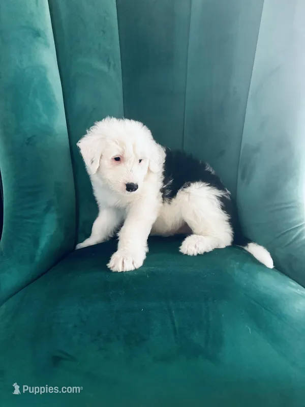 Linus – Old English Sheepdog puppy for sale in New Smyrna Beach, FL