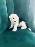 Linus, a male Old English Sheepdog for sale in New Smyrna Beach, FL – 1 of 3