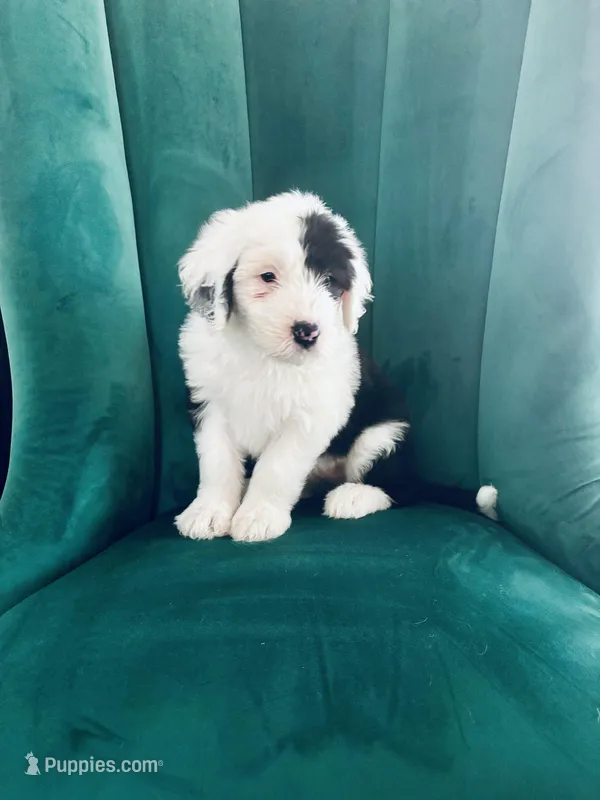 Patty – Old English Sheepdog puppy for sale in New Smyrna Beach, FL