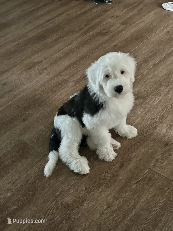 Sally – Old English Sheepdog puppy for sale in New Smyrna Beach, FL