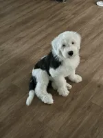 Sally, a female Old English Sheepdog for sale in New Smyrna Beach, FL – 1 of 5