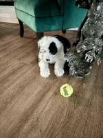Patty, a female Old English Sheepdog for sale in New Smyrna Beach, FL – 3 of 3
