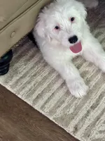 Sally, a female Old English Sheepdog for sale in New Smyrna Beach, FL – 2 of 2