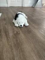 Linus, a male Old English Sheepdog for sale in New Smyrna Beach, FL – 2 of 3