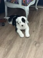 Patty, a female Old English Sheepdog for sale in New Smyrna Beach, FL – 2 of 3