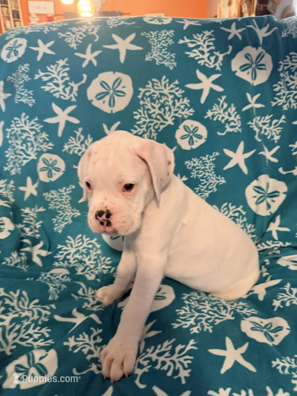 Iceman – Boxer puppy for sale in Ocala, FL