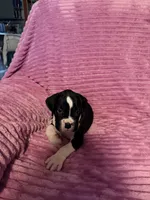 Ringo, a male Boxer for sale in Ocala, FL – 4 of 4