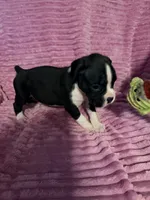 Little Miss, a female Boxer for sale in Ocala, FL – 3 of 3
