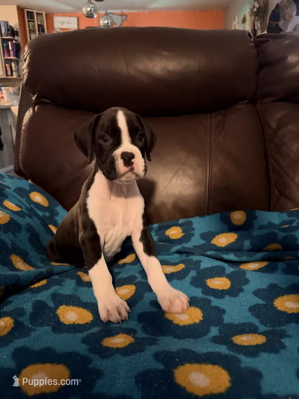 Little Miss – Boxer puppy for sale in Ocala, FL