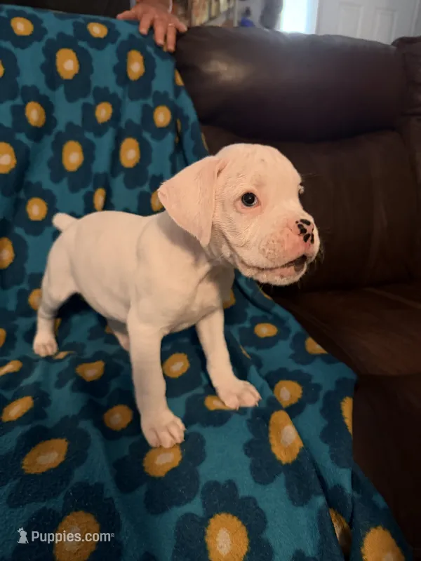 Iceman – Boxer puppy for sale in Ocala, FL