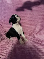 Ringo, a male Boxer for sale in Ocala, FL – 2 of 4