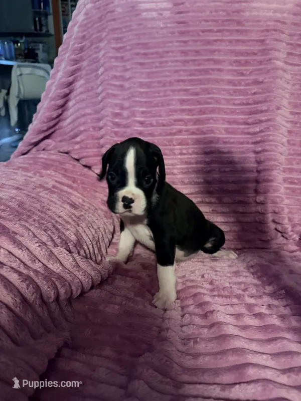 Little Miss – Boxer puppy for sale in Ocala, FL