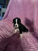 Little Miss, a female Boxer for sale in Ocala, FL – 1 of 3