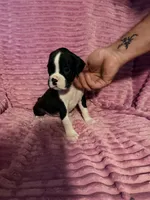 Little Miss, a female Boxer for sale in Ocala, FL – 2 of 3