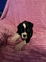 Ringo, a male Boxer for sale in Ocala, FL – 3 of 4