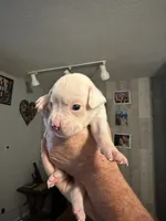 AKC Angel, a female Boxer for sale in Ocala, FL – 7 of 7