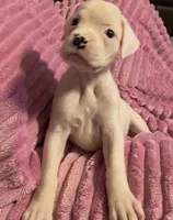 AKC Angel, a female Boxer for sale in Ocala, FL – 2 of 7