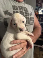 AKC Angel, a female Boxer for sale in Ocala, FL – 5 of 7