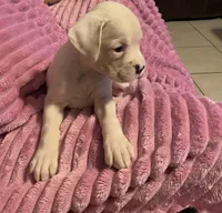 AKC Angel, a female Boxer for sale in Ocala, FL – 4 of 7