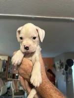 AKC Angel, a female Boxer for sale in Ocala, FL – 1 of 7