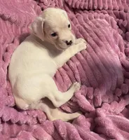 AKC Angel, a female Boxer for sale in Ocala, FL – 3 of 7