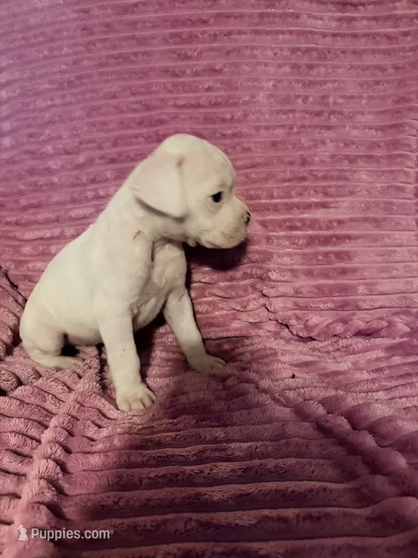 Iceman – Boxer puppy for sale in Ocala, FL