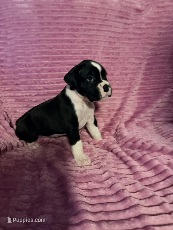 Ringo – Boxer puppy for sale in Ocala, FL