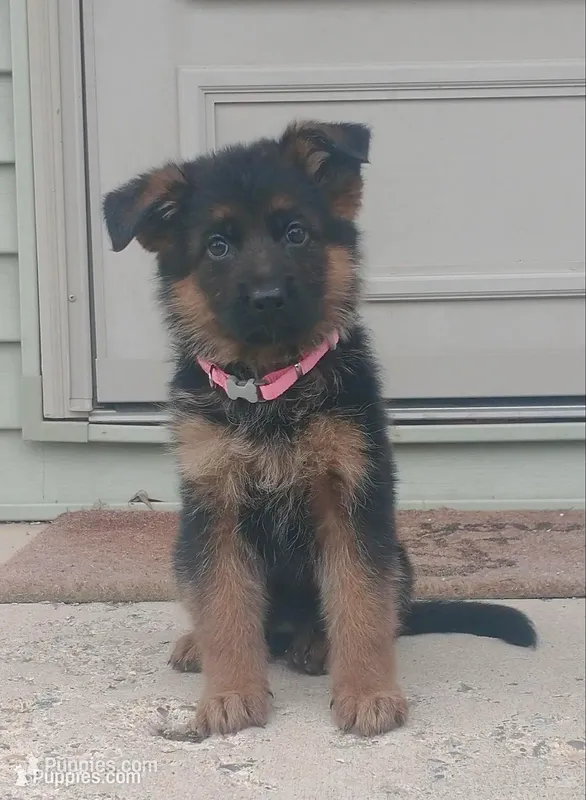 Female - Pink Collar – German Shepherd Dog puppy for sale in Grass Lake, MI