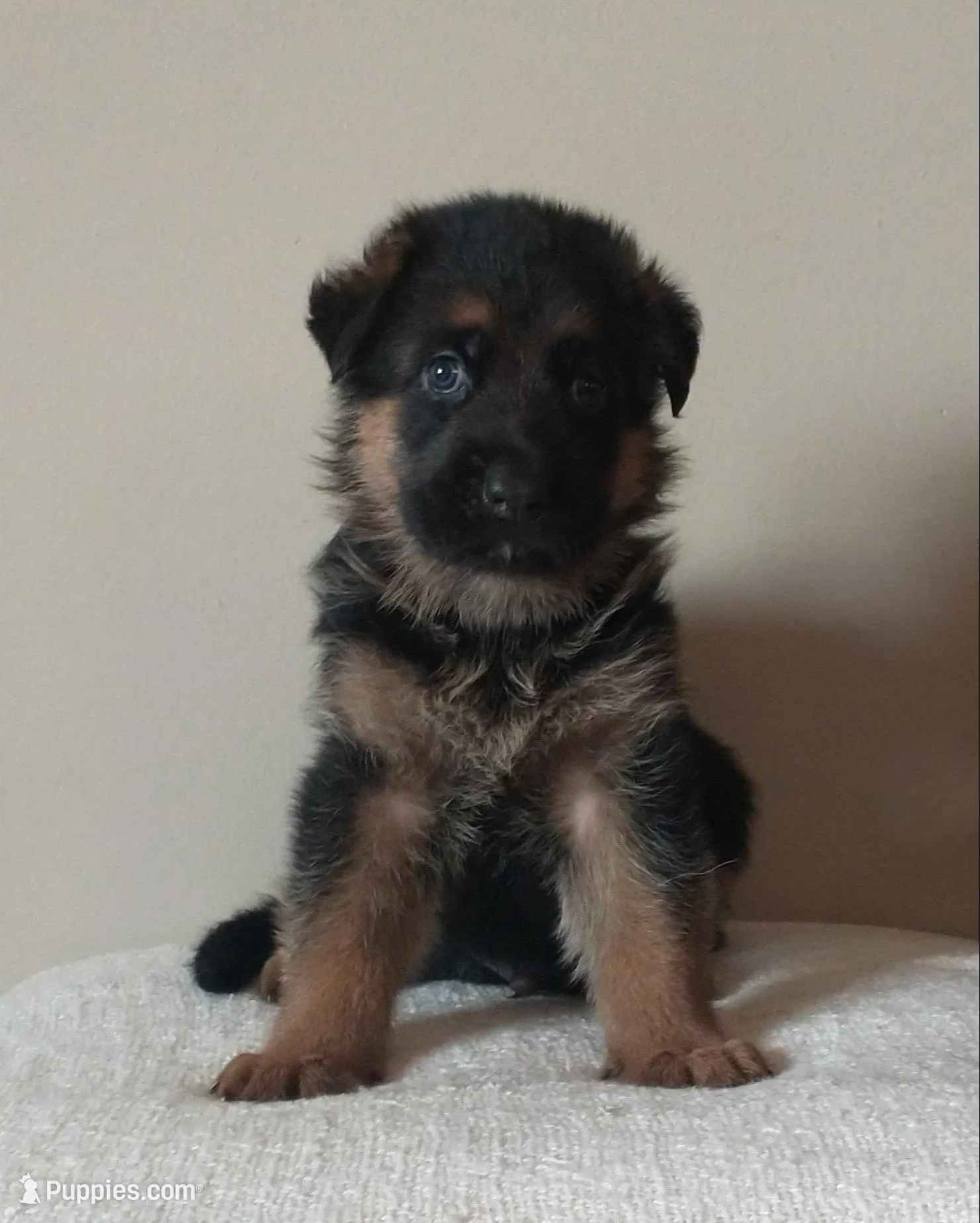 Female - Pink Collar, a female German Shepherd Dog for sale in Grass Lake, MI – Photo 2 of 4