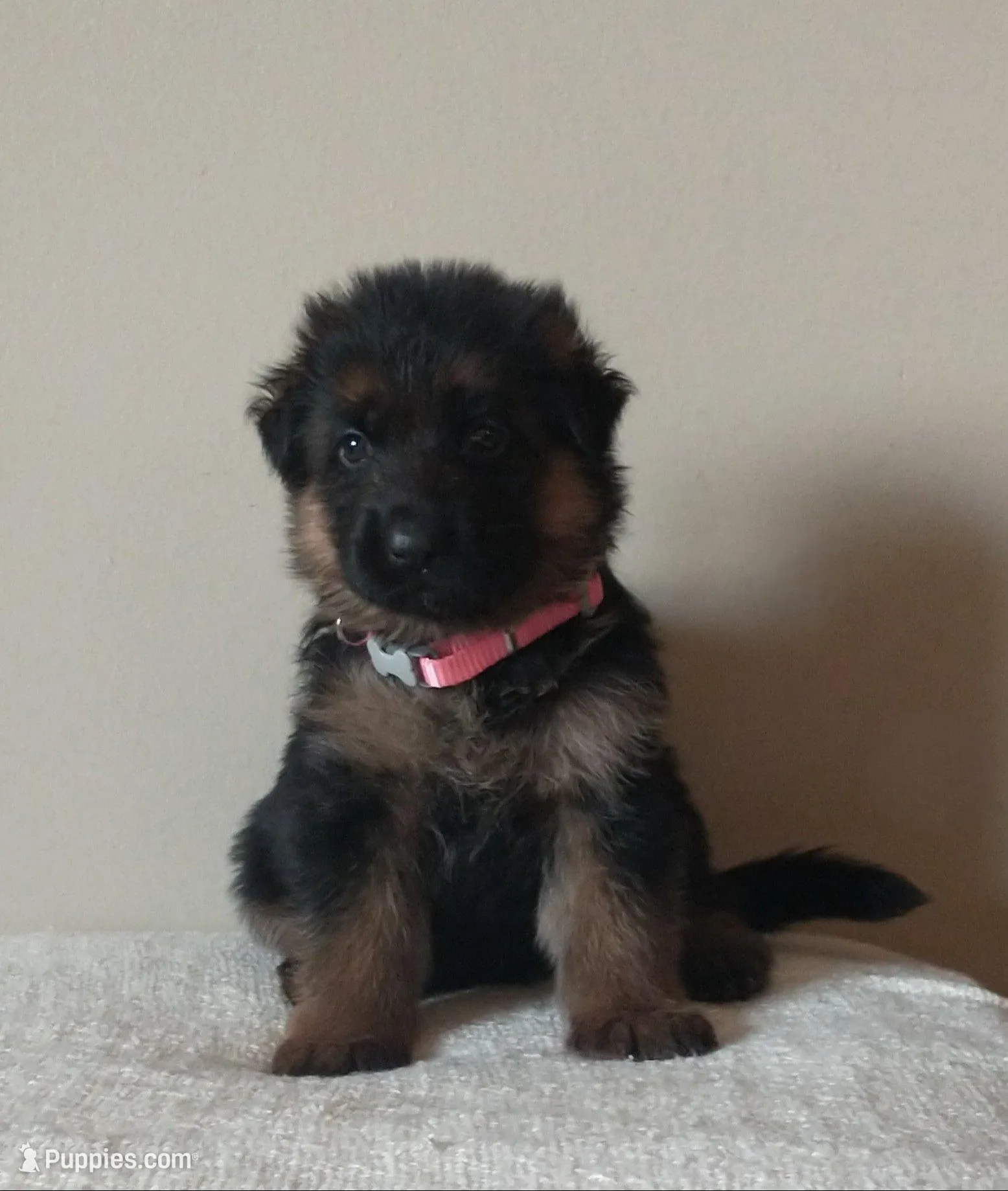 Male 3 - Green collar, a male German Shepherd Dog for sale in Grass Lake, MI – Photo 4 of 4