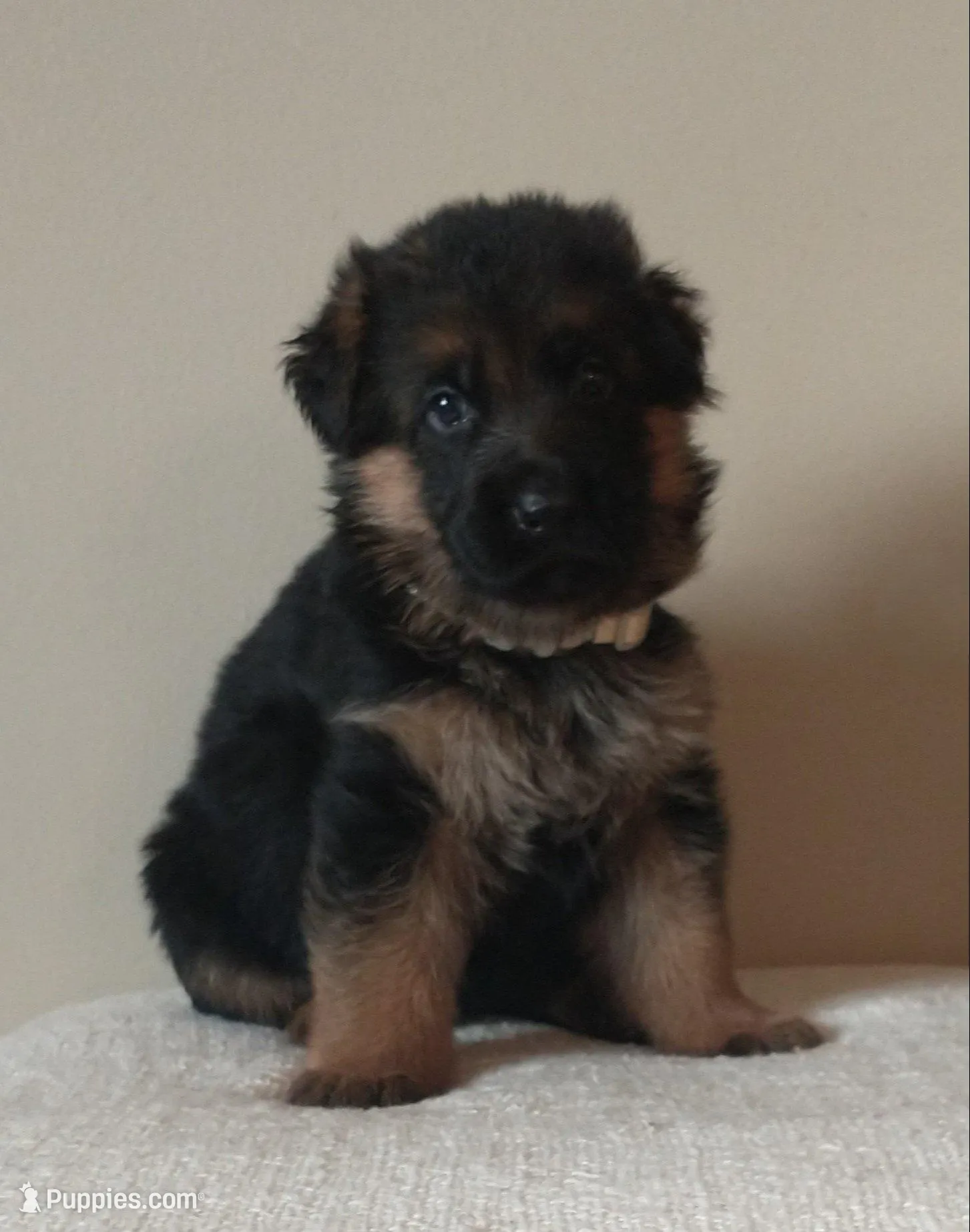 Male 3 - Green collar, a male German Shepherd Dog for sale in Grass Lake, MI – Photo 2 of 4