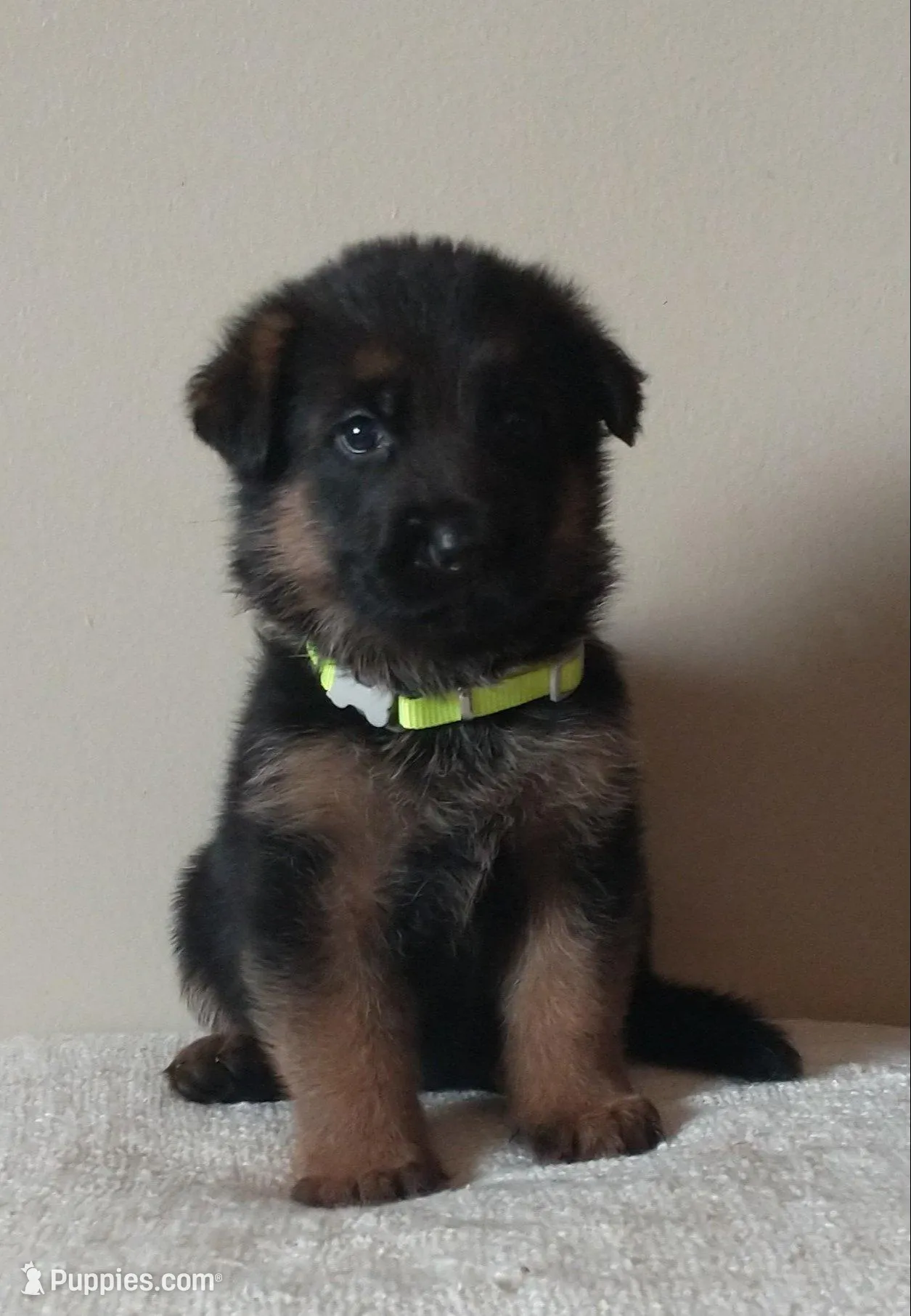 Male 3 - Green collar – German Shepherd Dog puppy for sale in Grass Lake, MI