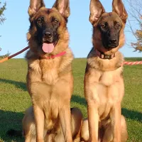 Reba, a female German Shepherd Dog for sale in Grass Lake, MI – Photo 2 of 4