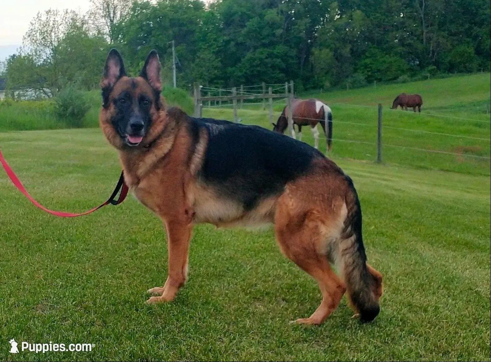 Reba – German Shepherd Dog puppy for sale in Grass Lake, MI